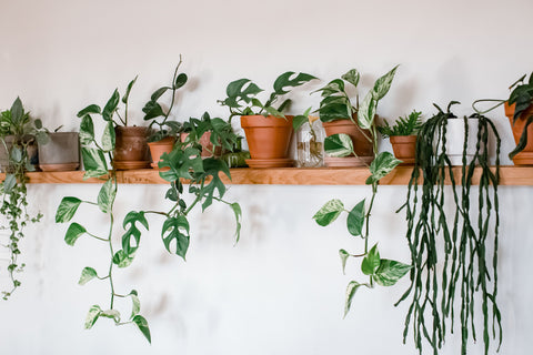 How Plants Can Make You Happier + Boost Your Mood